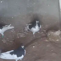 کبوتر|پرنده|زبرخان, |دیوار