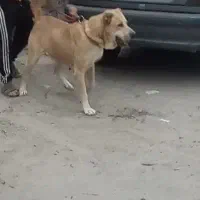 سگ خراسانی هیکلی