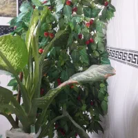 سه عدد گل|گل و گیاه طبیعی|اهر, |دیوار