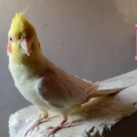 عروس هلند عاس|پرنده|بومهن, |دیوار