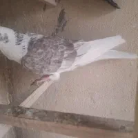 کفتر|پرنده|تهران, جوانمردان (اندیشه)|دیوار