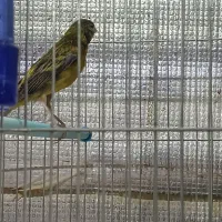 پرنده|پرنده|صدرا-فارس, فاز ۱|دیوار