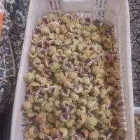 انجیراستهبان