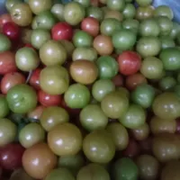 آلوچه ربی درهم ریزدرشت