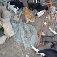 سگ فروشی|سگ|دوگنبدان, |دیوار