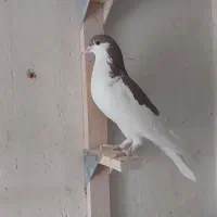 فروش ۳ تا کفتر شهری سرخ چپ و راست و خوشرنگ|پرنده|شیراز, کوزه گری|دیوار