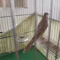 قناری نر رسمی بلند|پرنده|تکاب, |دیوار