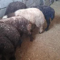 ب تعدا د ۱۵ عدد بره داشتی
