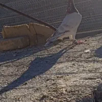 دوتا هفرنگ|پرنده|اسفراین, |دیوار