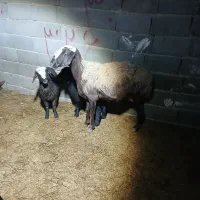 قوچ میش بره|حیوانات مزرعه|جوادآباد, |دیوار