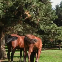 اسب مادیان با کورع یابو|اسب و تجهیزات اسبسواری|گرگان, |دیوار