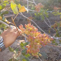 باغ پسته