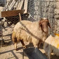 شک ورن.   بره.   قوچ.   گوسفند