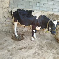 گاوابستن