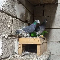 سه جفت نرماده پلاکی|پرنده|بوشهر, |دیوار