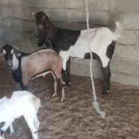 بز کاموری با بز سومال|حیوانات مزرعه|مهرستان, |دیوار