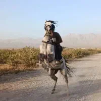 نریان عرب کرد|اسب و تجهیزات اسبسواری|یزد, |دیوار