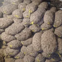 ۲تن پیاز داخل طوری اماده فروش|خوردنی و آشامیدنی|سبزوار, قصبه شرقی|دیوار