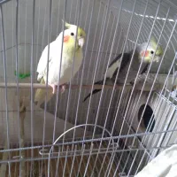 یک جفت عروس هلندی|پرنده|شاهین دژ, |دیوار