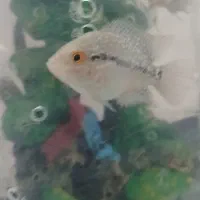 بچه فلاور|ماهی|فردیس, شهرک ارم|دیوار