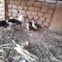 اردک اسراییلی|حیوانات مزرعه|قزوین, |دیوار