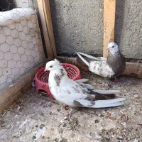کبوتر|پرنده|میانه, |دیوار