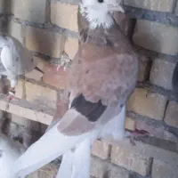 کبوتر ماده|پرنده|محمدبار, |دیوار