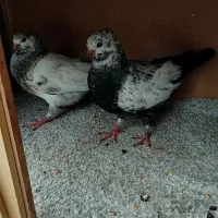 کفتر. جوجه