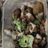 فروش حلزون به صورت عمده