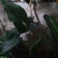 گل فیلیدندرون|گل و گیاه طبیعی|کرج, گلدشت|دیوار