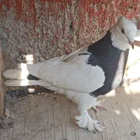 کفتر|پرنده|شهریار, اصیل آباد|دیوار