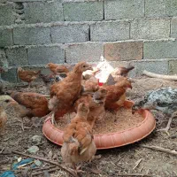 جوجه گلپایگان اصلاح نژادشده|حیوانات مزرعه|رشت, لاکان|دیوار
