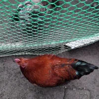 خروس محلی|حیوانات مزرعه|آستانه اشرفیه, |دیوار