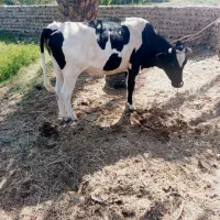 گاو چاق وچله