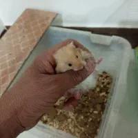 دوعددهمستر