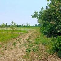 فروش زمین شالیزار ۱۴۵۰ متری/ خمام معاوضه با ماشین|فروش زمین و ملک کلنگی|خشکبیجار, |دیوار