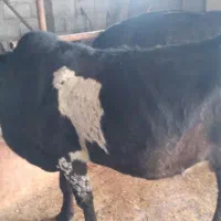 گاو|حیوانات مزرعه|رودبنه, |دیوار