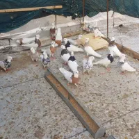 سلام فروش کبوتر طوق عسلویه هستم|پرنده|بندر کنگان, |دیوار