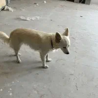 سگ اشپیتز روباهی|سگ|دلوار, |دیوار