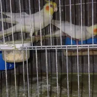 عروس بادو جوجه|پرنده|یامچی, |دیوار