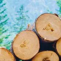 خریدار انواع چوب درخت با قیمت مناسب و توافقی