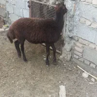 توقلی ماده عروسک|حیوانات مزرعه|سنگدوین, |دیوار