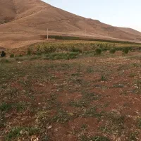 کاه لوبیا
