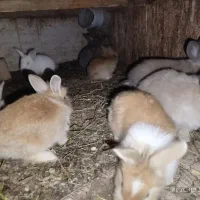 بچه خرگوش|موش و خرگوش|خواف, |دیوار