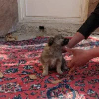 توله ۲ ماه اشپیدز