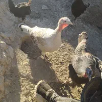 بوقلمون|حیوانات مزرعه|خمک, |دیوار