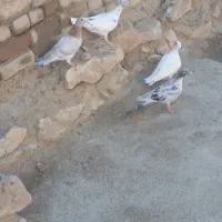 جوجه‌کوهی‌کوهی‌نر