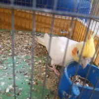 عروس هلندی|پرنده|میناب, |دیوار