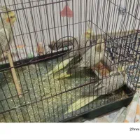 عروس هلندی|پرنده|تبریز, |دیوار