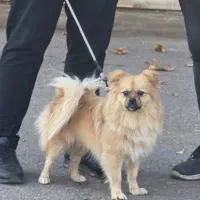 پامر روباهی۷ماهه